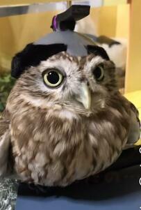 【セルフレジに目を丸くするフクロウ】勘定奉行姿でレジ打ちを見守る姿に「関西ノリで楽しい！」とジワる人続出