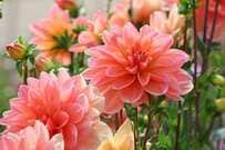 秋のひと手間で【ガーデニング代節約】掘り上げ必要な《夏咲き球根植物》6選＆時期や保管方法