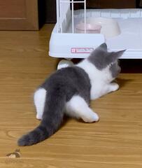 後ろ姿がかわいい子猫が4年後……まさかのビフォーアフターに悶絶