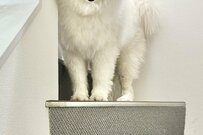 可愛すぎる「一旦拒否犬」が話題　すっごく行きたいって言うのに…