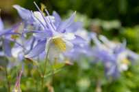 今が植えどき！植えっぱなしで毎年春庭が花いっぱい《春植え春咲き多年草》6選＆多年草の魅力