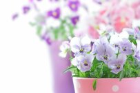 【ガーデニング】初心者でも大きく育つ！パンジー＆ビオラ〈苗選びとお手入れ〉のコツ 