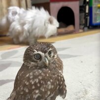 【キョトンとしたカオ】まん丸お目目でどうしたの？フクロウと猫がいる暮らしに癒される人続出