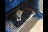 保護猫と先住猫の「かわいいご対面」まさかの反応にホッコリ…！