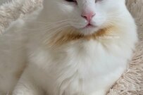 ギリギリのたたかいに挑む保護猫　天使のように可愛い表情で…