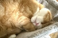 寝て過ごすのが「猫の職務」　仕事を全うする猫ちゃんの姿に思わずほっこり