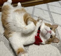 無防備なモフモフ猫→立派な冬毛マフラーを巻いたボス猫のような風格に笑ってしまう