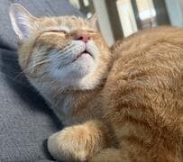 故郷を夢見てすやすや…　座椅子の上で寝る猫ちゃんの寝顔が気持ちよさそうでほっこり　見てる方も幸せ