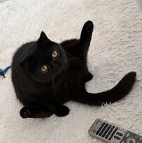 普段は黒い毛並みが美しい猫ちゃん→換毛期中の姿に驚き！「黒猫なのになぜかグレーの毛」