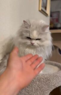 【キュン】猫ちゃんに手を差し出してみたら…かわいすぎる行動に心をくすぐられる！