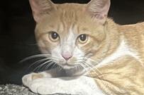 寝床はコンクリートや砂利だった野良猫　2カ月後…激変した表情と生活に目頭が熱くなる