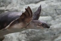 あまりにも甲羅がツヤツヤすぎるカメが話題に　「美しい」「宝石みたいに綺麗」