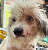 粗大ごみが放置された場所で動けなかった犬 “治療と愛情で”見違えるほど回復し、元気を取り戻す