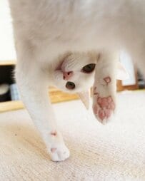 「ブサかわの極致」白い歯を見せた猫ちゃん！「ウッシッシな笑顔」に胸キュン