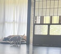 「犬のオヤツ」で遊ぶ猫を見た土佐犬　その後の温かすぎる展開にホッコリ