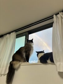 窓から見えた美しい虹　特等席で眺める「2匹の猫たちの行動」が話題に