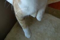 「失神する人続出」保護猫さんの握手会に1万バズ