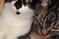 出勤できませんって…！可愛すぎる猫達が話題「自分を褒めたい」