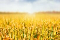 日本人の約5割が知らなかった「日本と中国、米の生産量が多いのはどちら」　正解を知って思わず納得