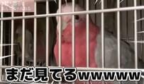 寝たくないインコの行動が話題　引き止め方と意外な結末に「釘付けになっちゃう」