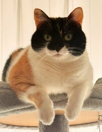 「たまらない迫力」飼い主を見下ろす猫のラスボス感あふれる表情に笑ってしまう