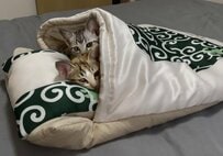 試しに購入した「猫用布団」　子猫達のまさかの光景に悶絶の声