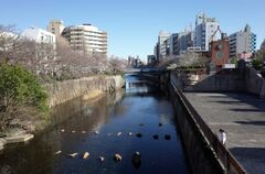 【飼い主が捨てた？】高知県の用水路で目撃した「南米に生息するエイ」　猛毒トゲを持つ「危険生物」に怒りの声も…