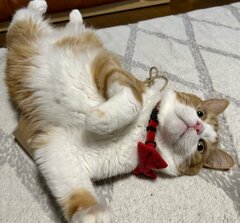 無防備なモフモフ猫→立派な冬毛マフラーを巻いたボス猫のような風格に笑ってしまう