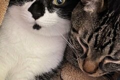 出勤できませんって…！可愛すぎる猫達が話題「自分を褒めたい」