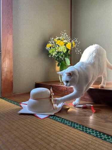 鏡餅をじっと見つめる白猫…予想外の展開と驚きの結末に「最高