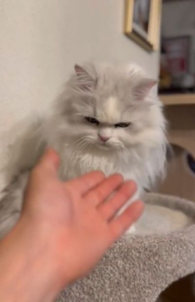 差し出された手を見るノーマンくん