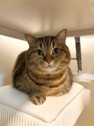 ぱっちりお目目が可愛いどんぐりくん