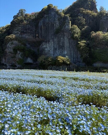写真 | 【大分県】青の洞門対岸で「壮大な渓谷とネモフィラのコラボ