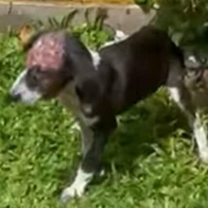 感染症に苦しんでいた仔犬を救助。見違えるように回復した姿に心打たれる