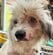 粗大ごみが放置された場所で動けなかった犬 “治療と愛情で”見違えるほど回復し、元気を取り戻す