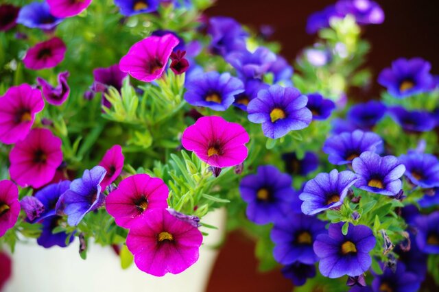 【ガーデニング】春に植えて秋まで開花！初心者も育てやすい多年草＆一年草おすすめ7選