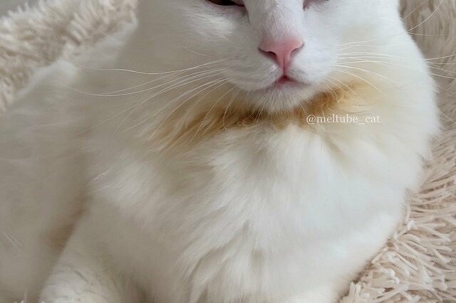 ギリギリのたたかいに挑む保護猫　天使のように可愛い表情で…