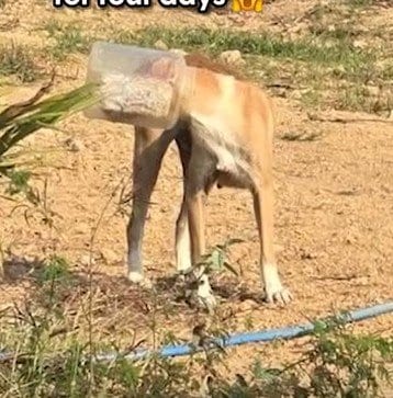 猛暑の中、4日間頭にバケツがはまっていた母犬をレスキュー…その後の結末に感動の声