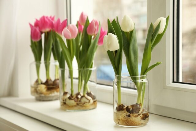 【球根の水耕栽培】おしゃれな「春の花」おすすめ5選＆容器・育て方のコツ！冬の部屋で春気分