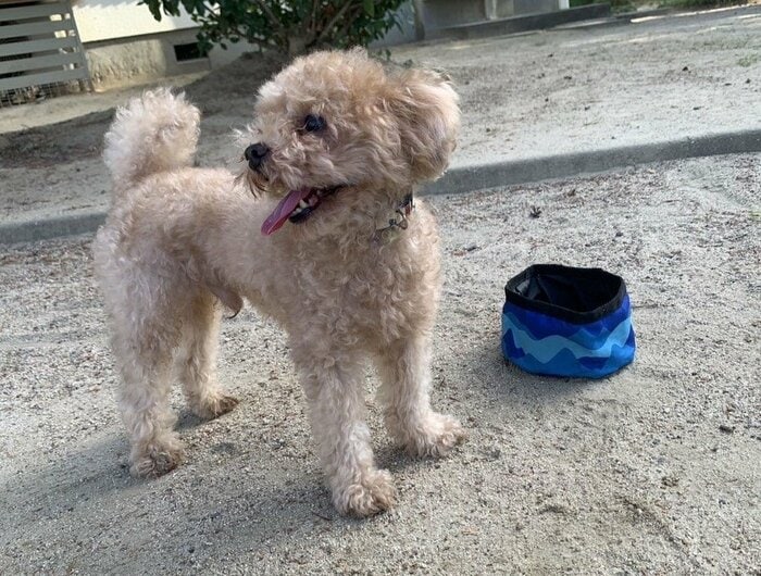 トイプードルのワンちゃんとお散歩するときに使ってみました