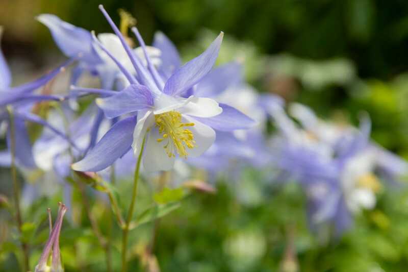 今が植えどき！植えっぱなしで毎年春庭が花いっぱい《春植え春咲き多年草》6選＆多年草の魅力