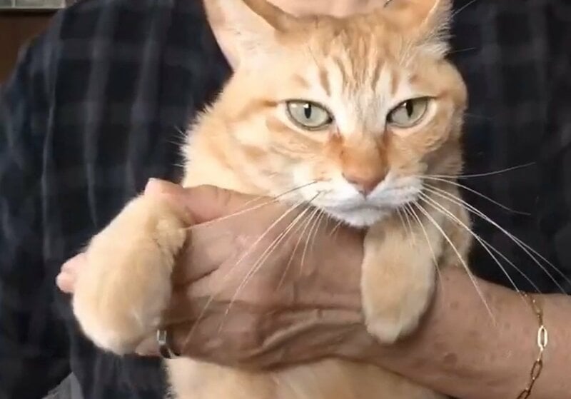 76歳おばあちゃんが愛猫の爪を切ったら…猫のリアクションに「顔がw」「偉い！」「爪切り名人！」反響集まる