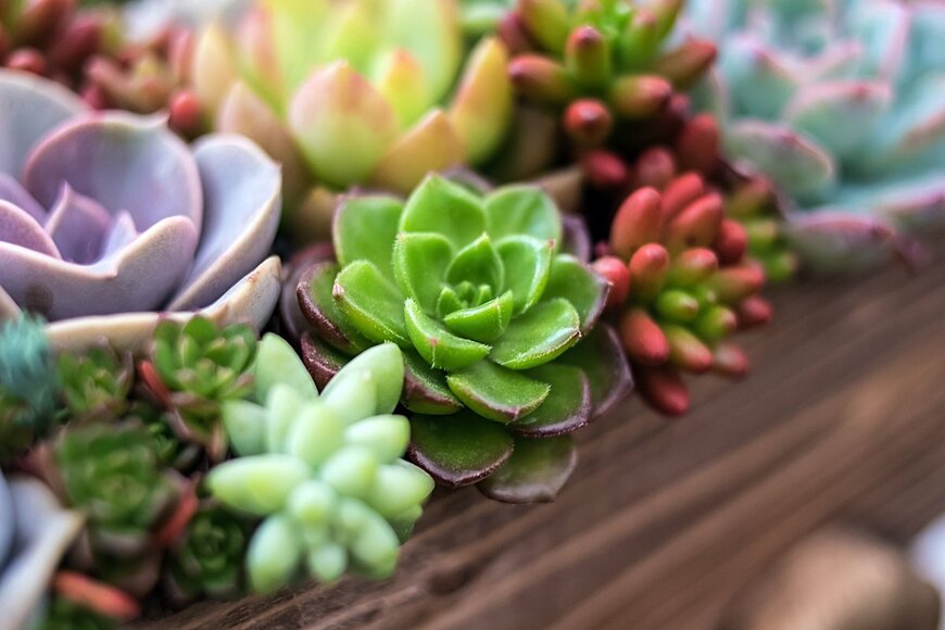 Lili.Q/Shutterstock.com