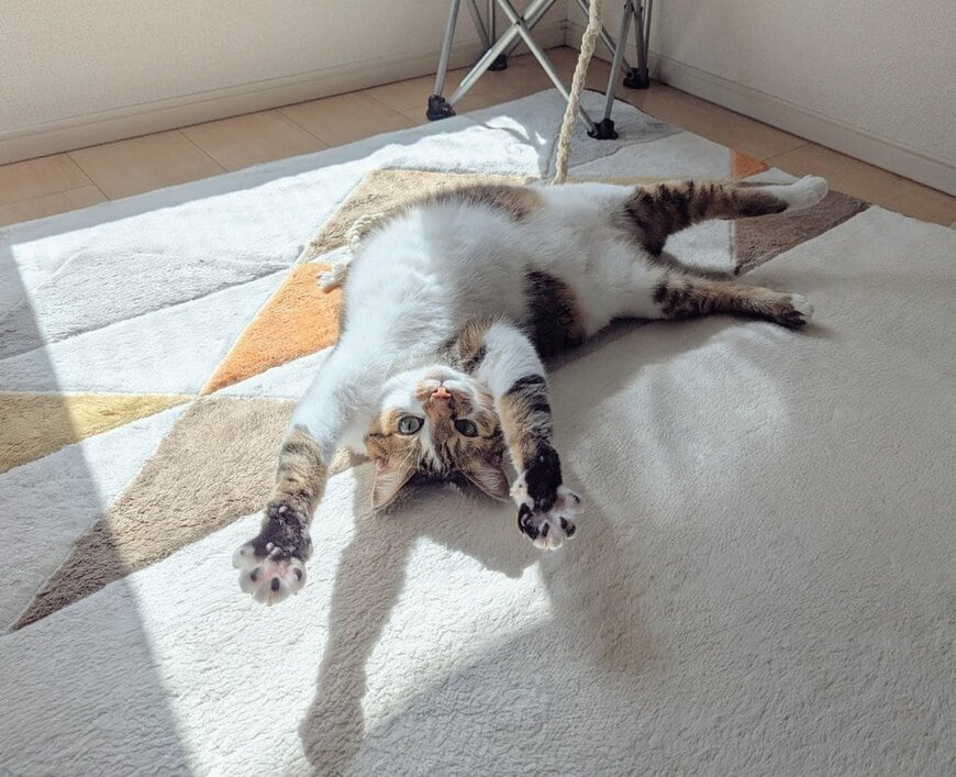 出所：@nekomeyome