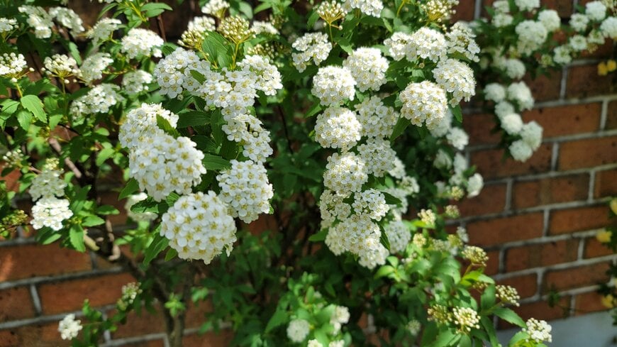 コデマリ／著者撮影