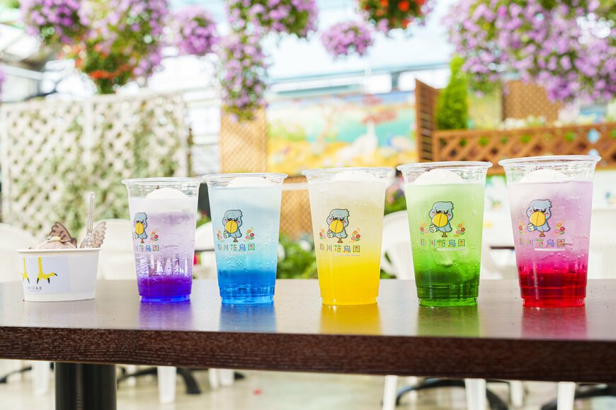 画像出所：インコソーダフロート（イニシャルPR事務局）