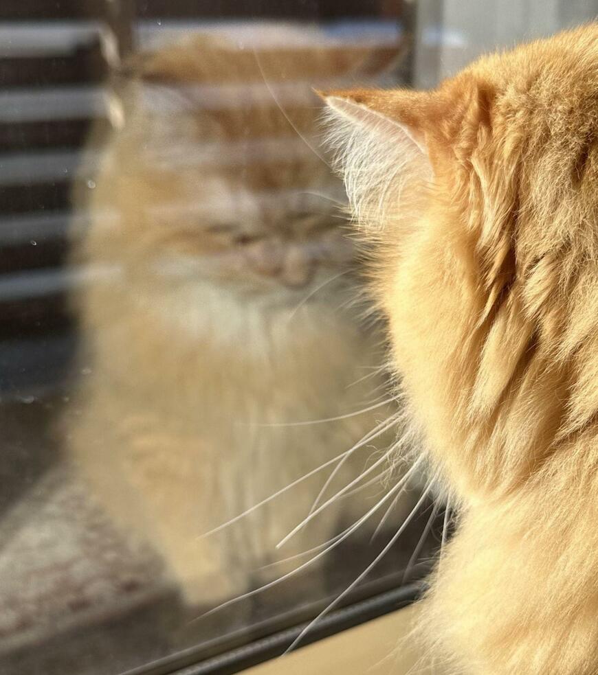 出所：@NEKOLAND13