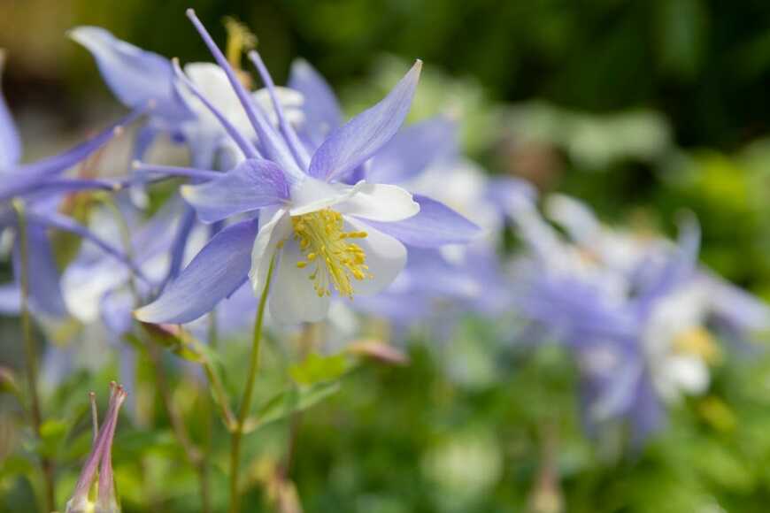 今が植えどき！植えっぱなしで毎年春庭が花いっぱい《春植え春咲き多年草》6選＆多年草の魅力