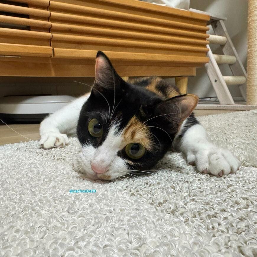 出所：@nachos0420