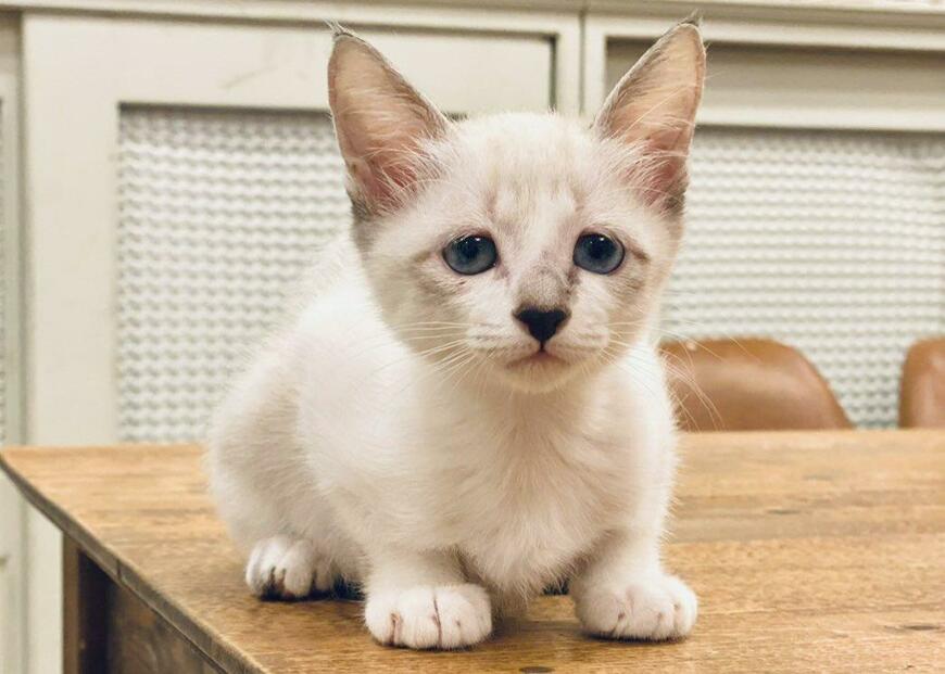 生後2日で母が居なくなってしまった野良猫…3年後の「記念日」の様子が話題